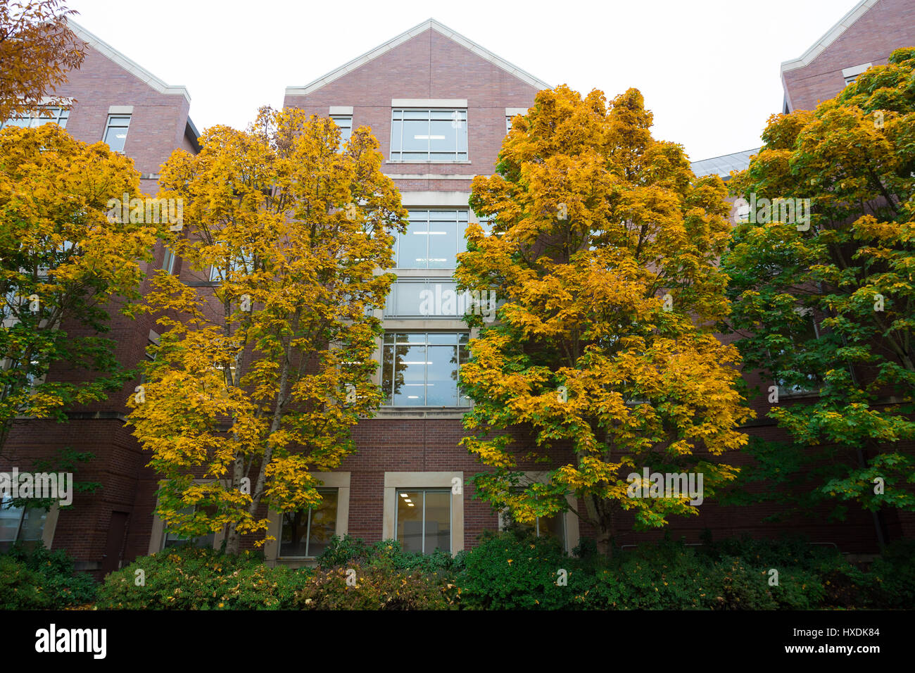 Herbst Laub wie die Bäume verfärben sich im Herbst auf dem Campus der University of Oregon in Eugene. Stockfoto
