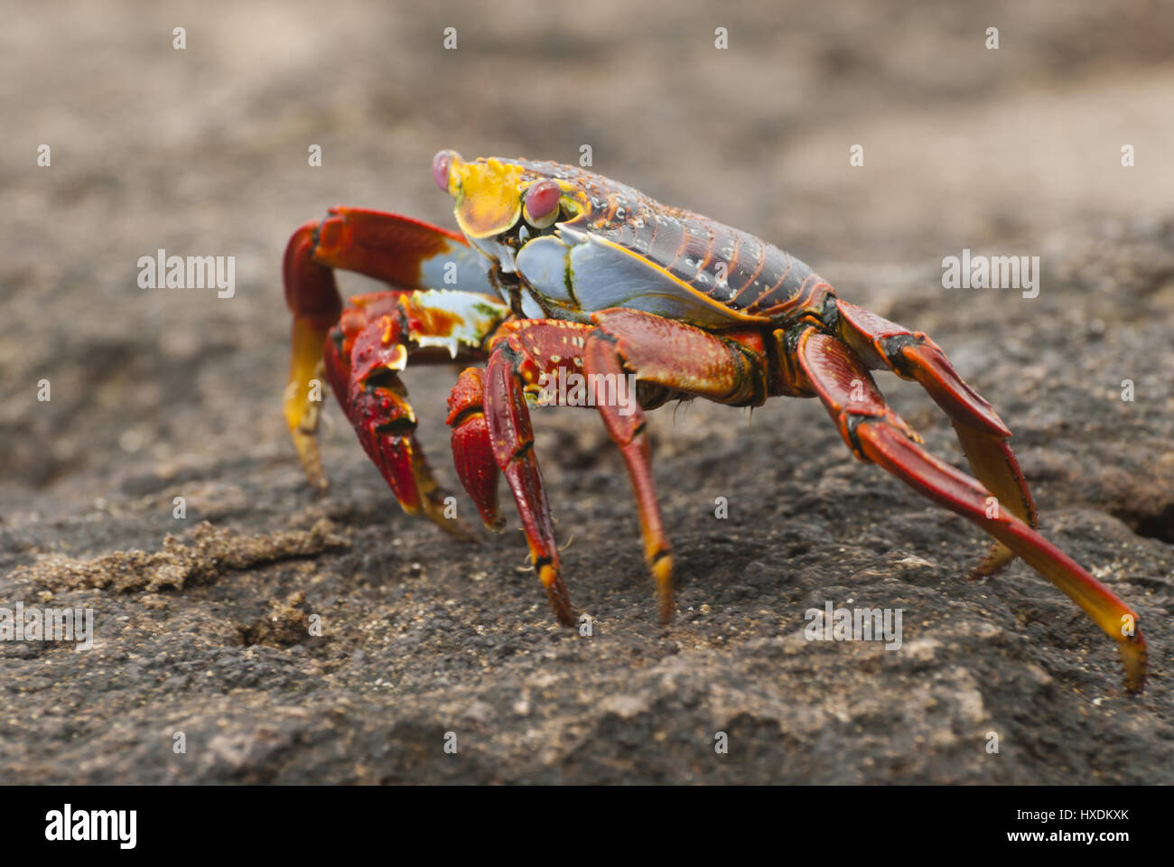 Ecuador, Galapagos, Floreana Insel, Punta Cormorant, Sally lightfoot, Krabben Stockfoto