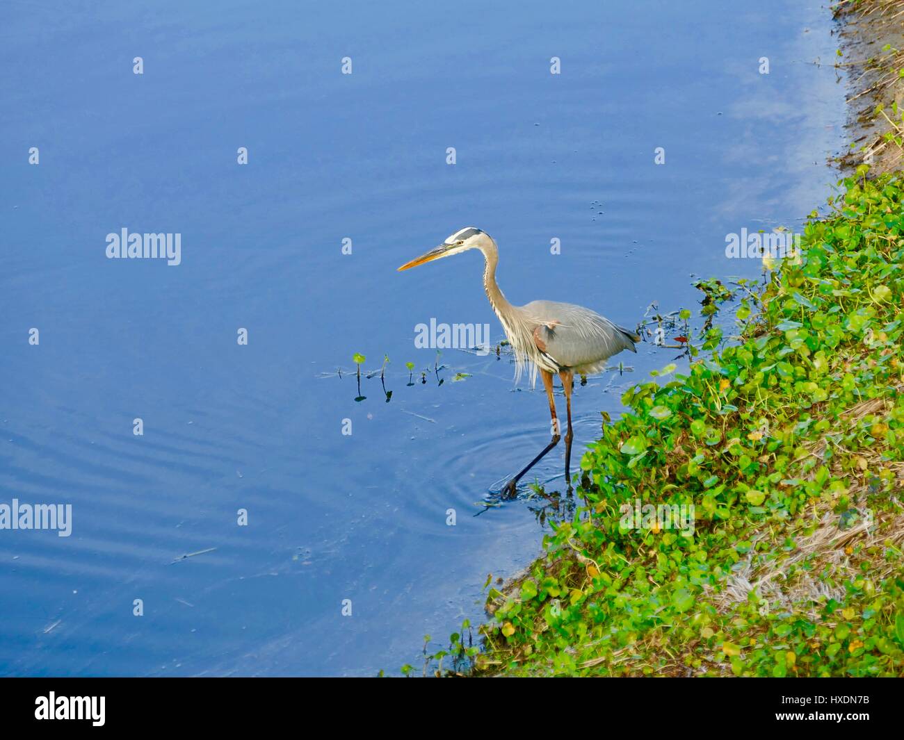 Great Blue Heron (Ardea herodias) Mid-Stride, Profil anzeigen. Blaues Wasser. Grüne Bank. Paynes Prairie Preserve State Park, Gainesville, FL, USA Stockfoto