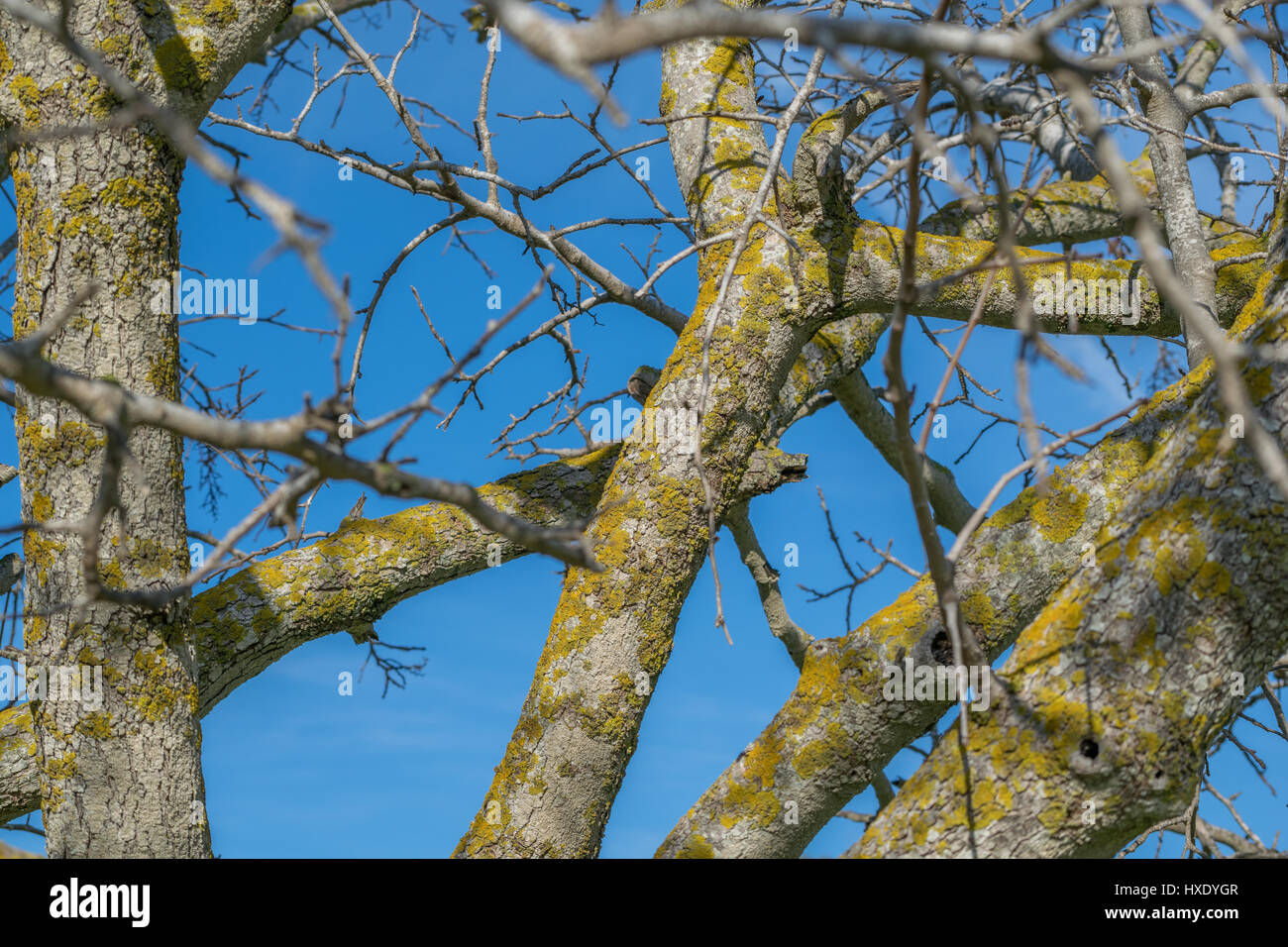 Baumstämme Stockfoto