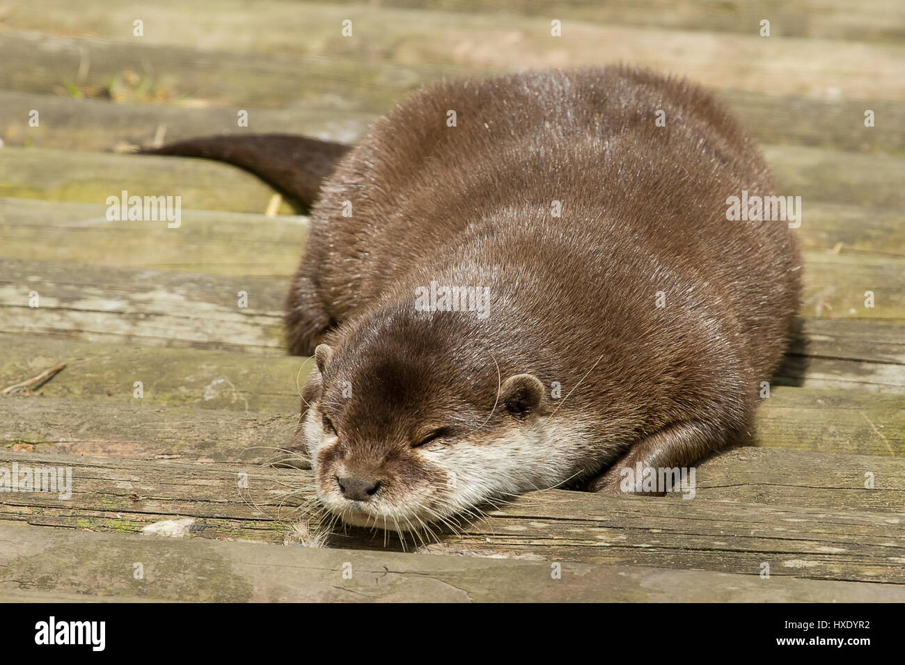 Foto von eine glatte beschichtete Otter schlafen Stockfoto