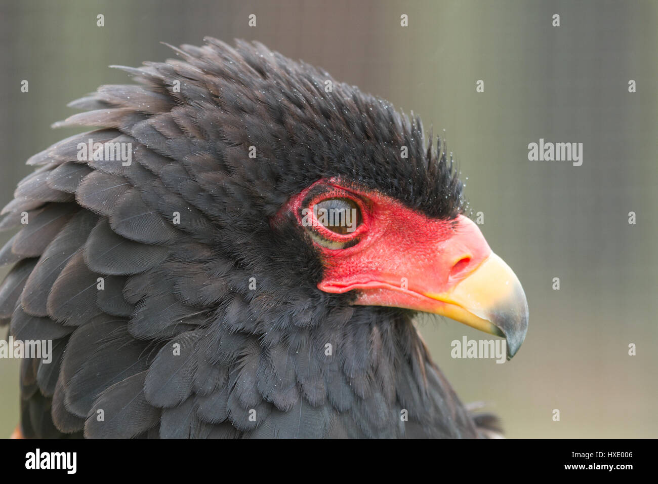 fotografisches Porträt von alert Bateleur Adler Stockfoto