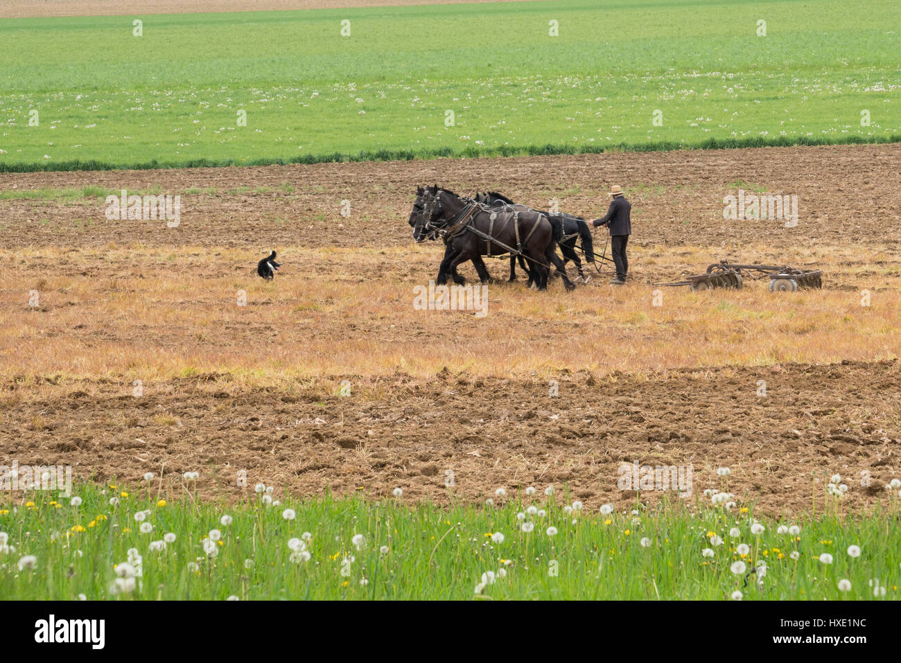 Amische Mann pflügen ein Feld mit einem Team von Pferden Stockfoto
