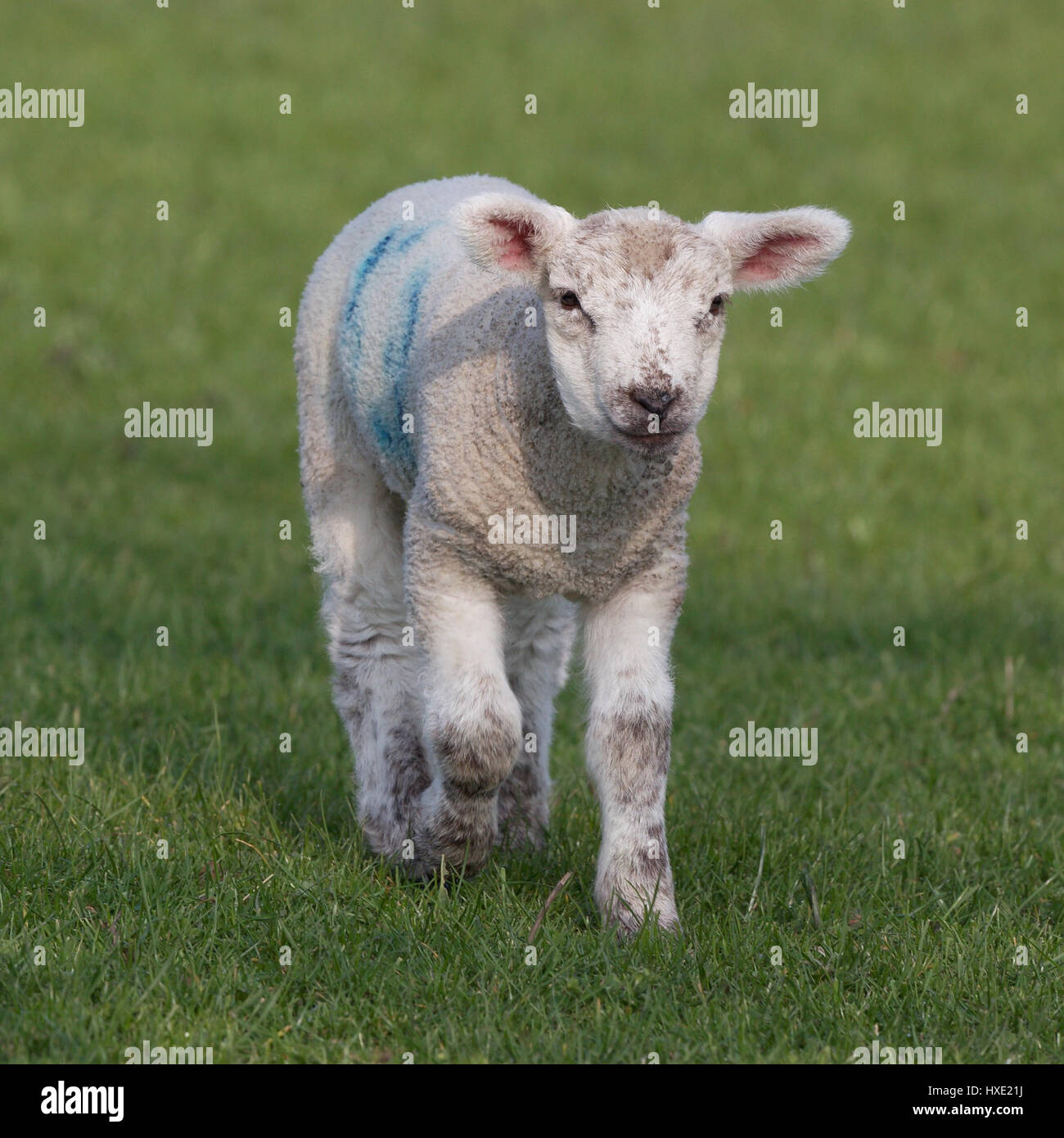 Junges Lamm im grünen Wiese im Frühling Stockfoto