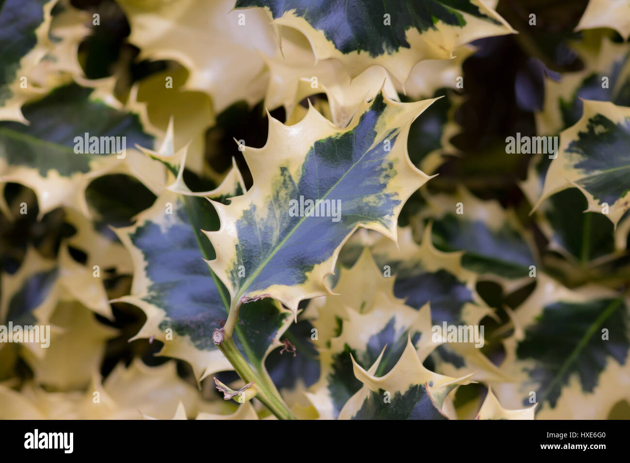 Holly-Baum-Blätter, UK. Stockfoto