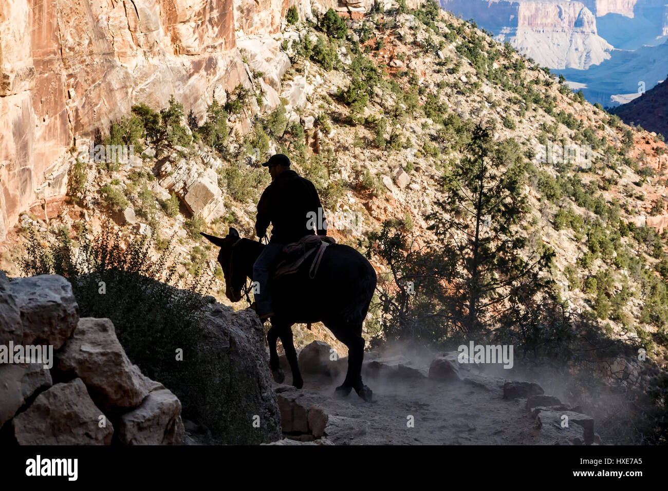 Fahrer und Maultier absteigend Bright Angel Trail, Grand Canyon National Park, Arizona USA Stockfoto