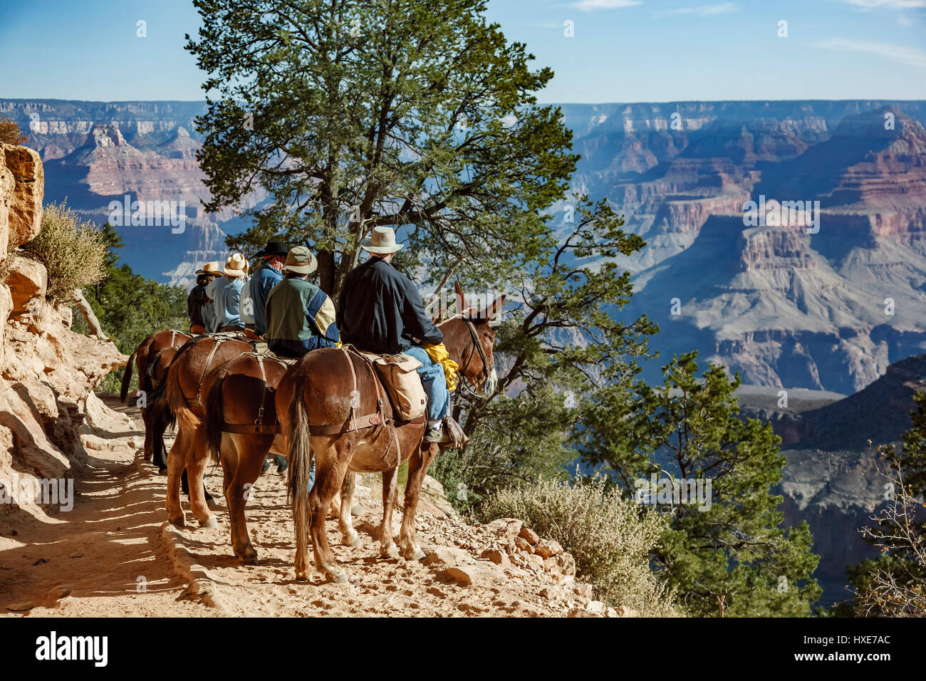 Reiter und Maultiere am Bright Angel Trail, Grand Canyon National Park, Arizona USA Stockfoto