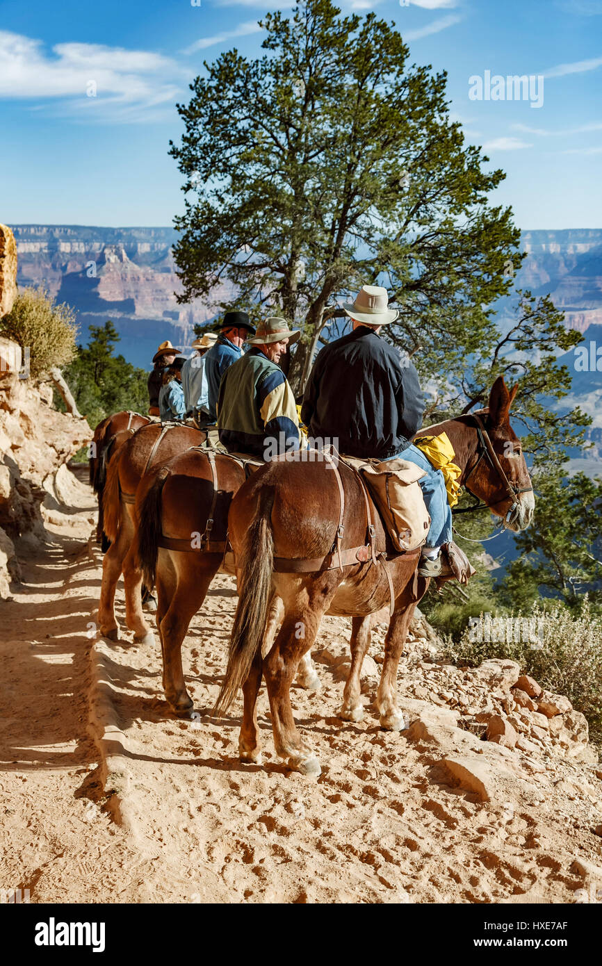Fahrer und Maultiere auf Bright Angel Trail, Grand Canyon Nationalpark in Arizona Stockfoto