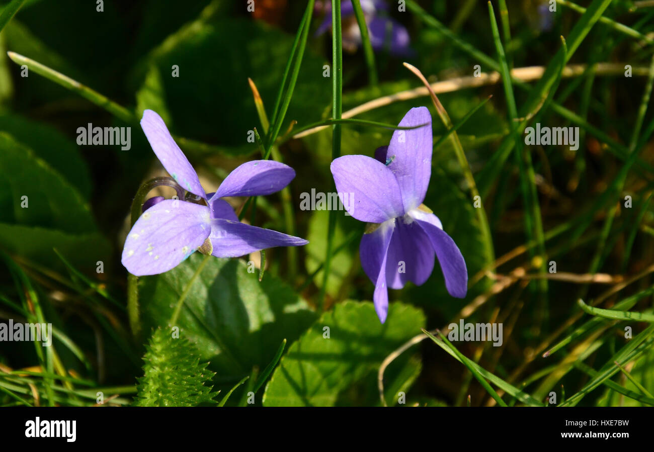 wilden Veilchen wächst Gras Stockfoto