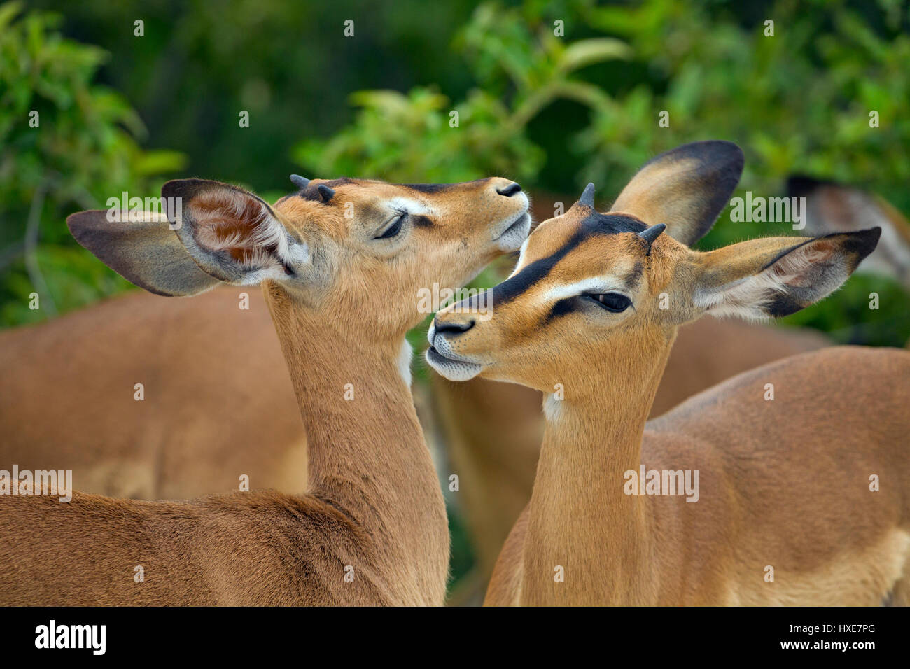 Black-faced Impala Aepyceros Melampus gegenseitige Fellpflege Unterarten des gemeinsamen Impala Namibia Südliches Afrika. Stockfoto