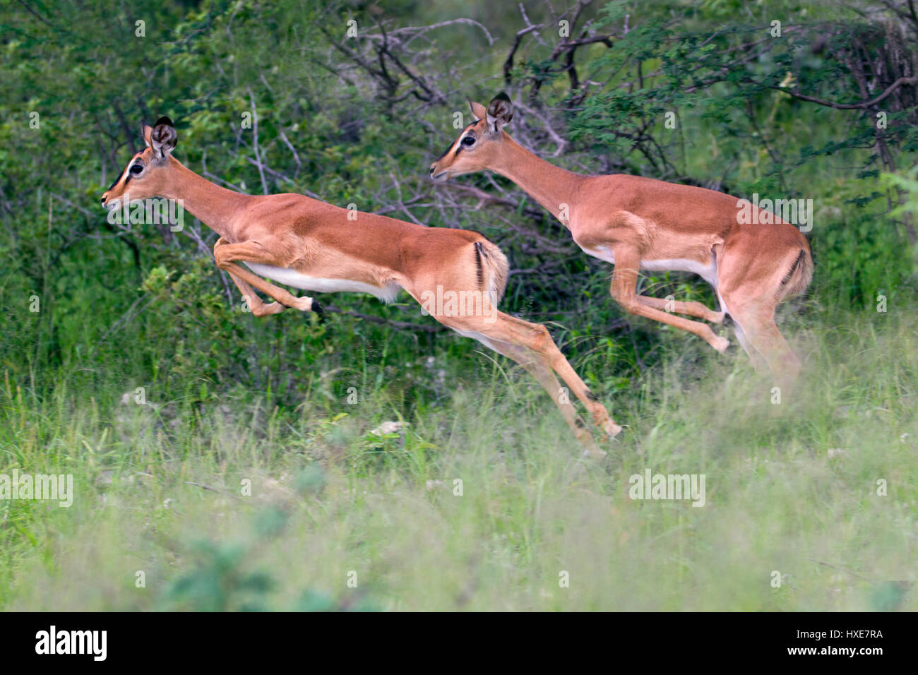 Schwarzgesichtige Impala Aepyceros melampus-Unterart der Gemeinen Impala, die Namibia im südlichen Afrika hüpft Stockfoto