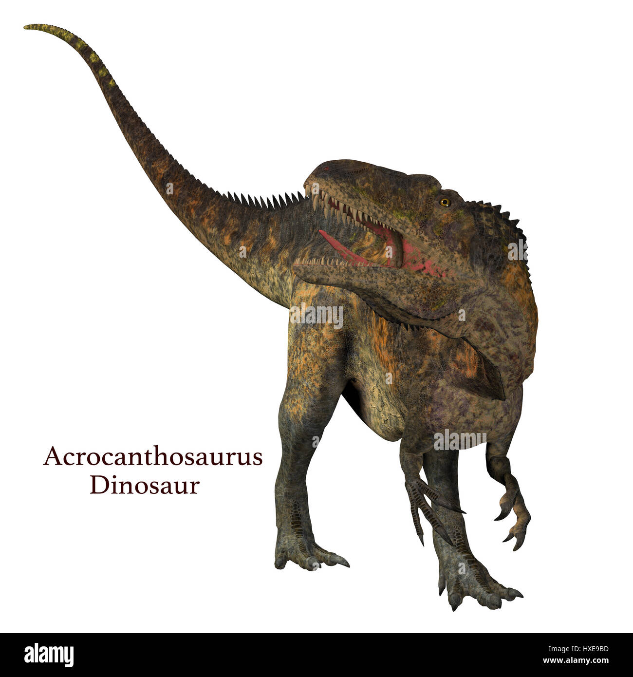 Acrocanthosaurus war ein fleischfressender theropoder Dinosaurier, der in der Kreidezeit in Nordamerika lebte. Stockfoto