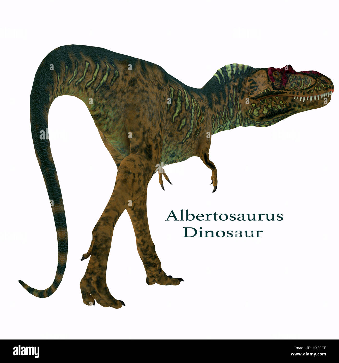 Albertosaurus wurde ein fleischfressender theropoder Dinosaurier, der in der Kreidezeit in Nordamerika lebte. Stockfoto