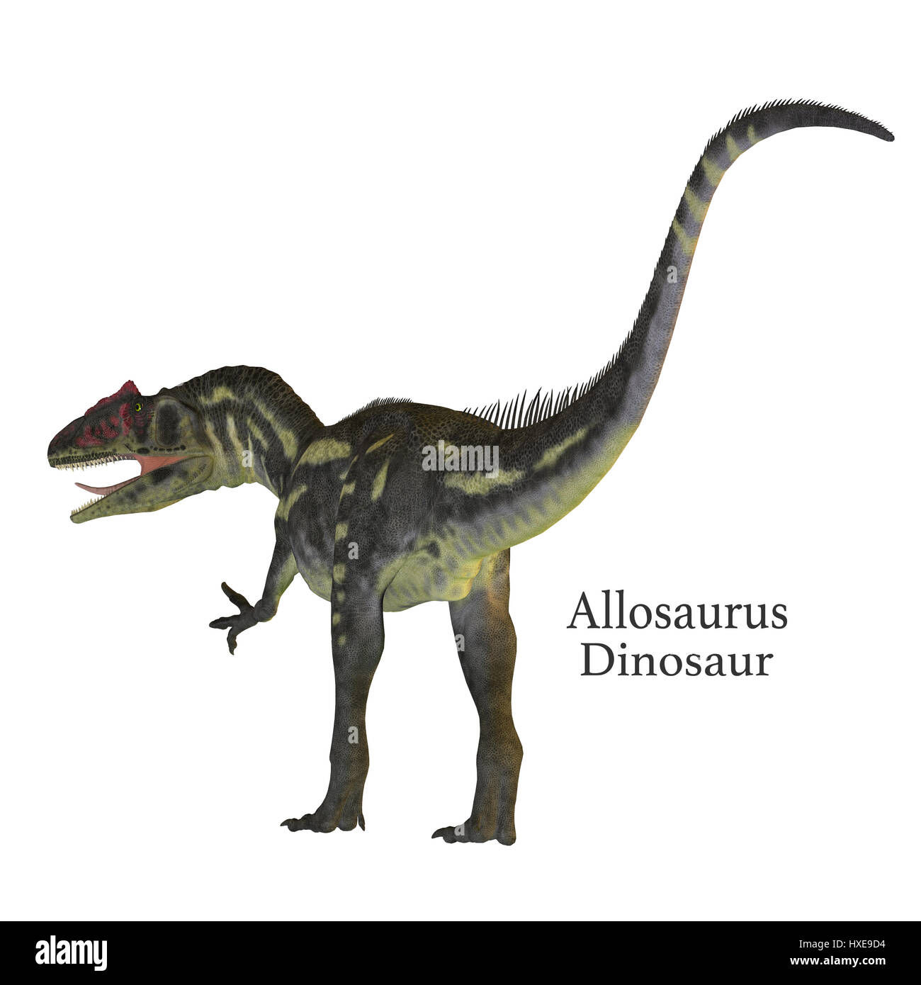 Allosaurus war ein fleischfressender theropoder Dinosaurier, der in der Jura-Zeit in Nordamerika lebte. Stockfoto