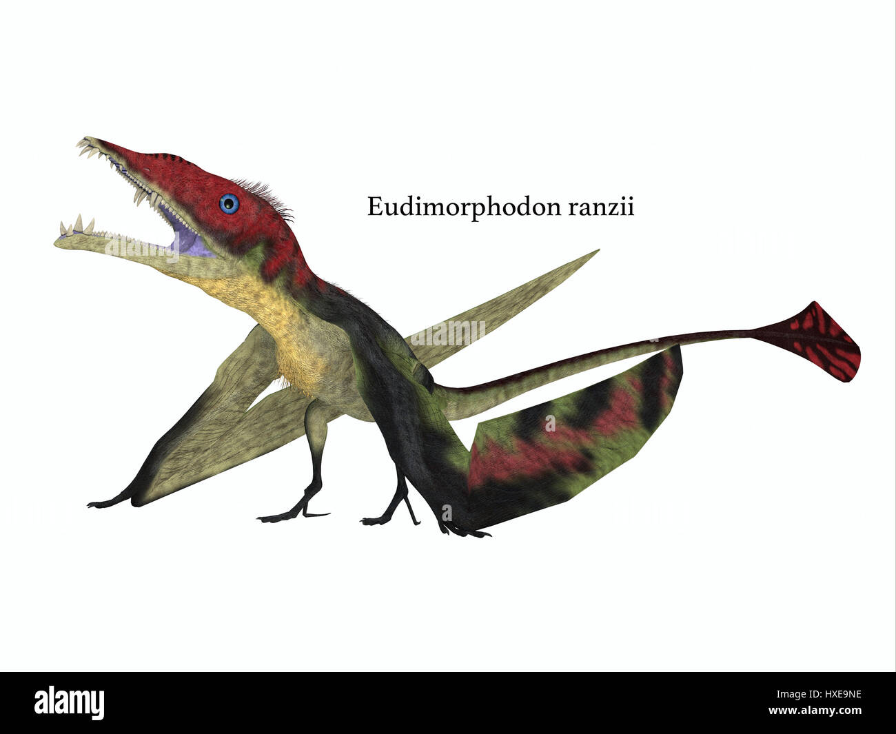 Die fleischfressenden Eudimorphodon war ein Pterosaur fliegende Reptilien, die in Italien in der Trias lebte. Stockfoto