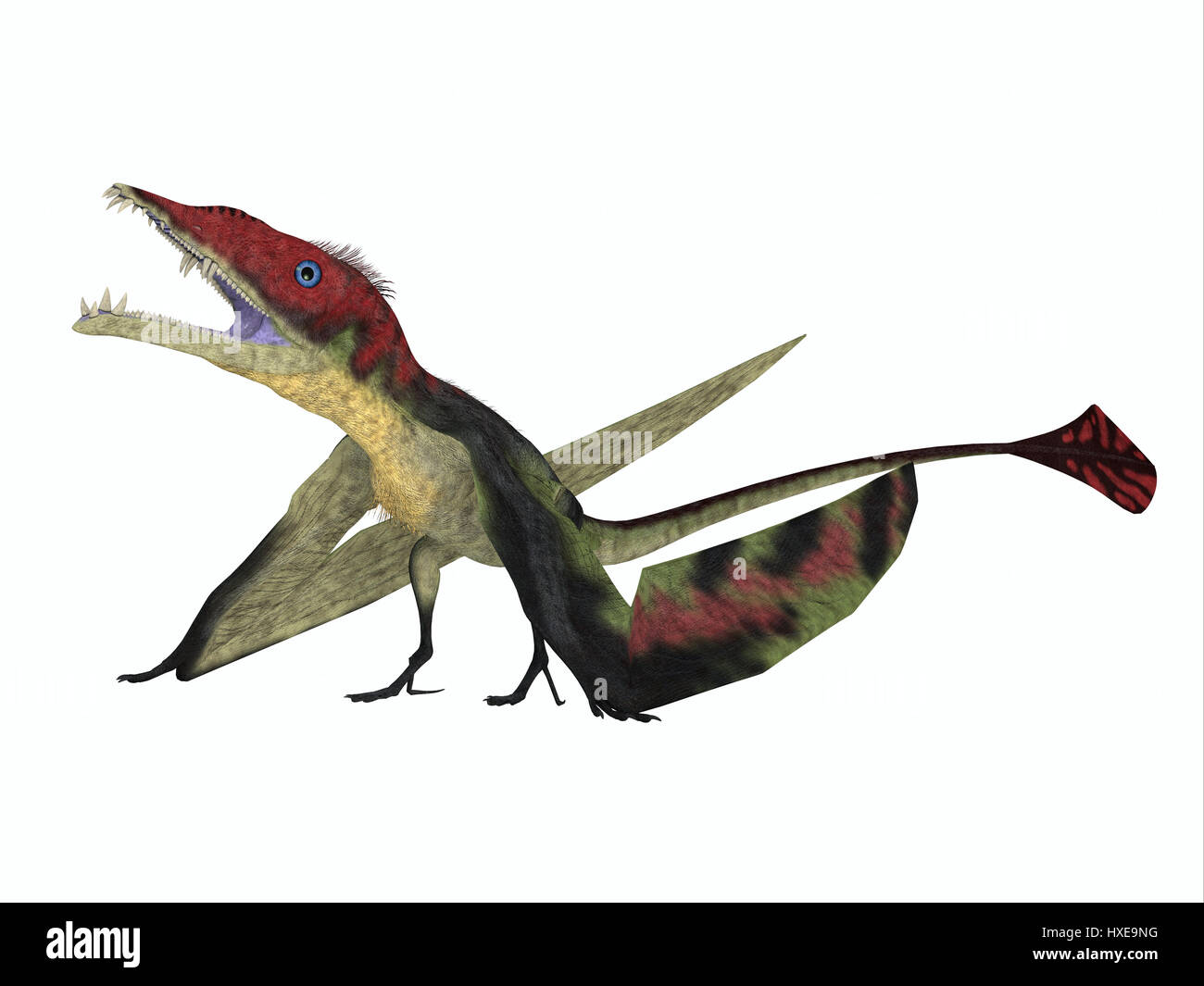 Die fleischfressenden Eudimorphodon war ein Pterosaur fliegende Reptilien, die in Italien in der Trias lebte. Stockfoto