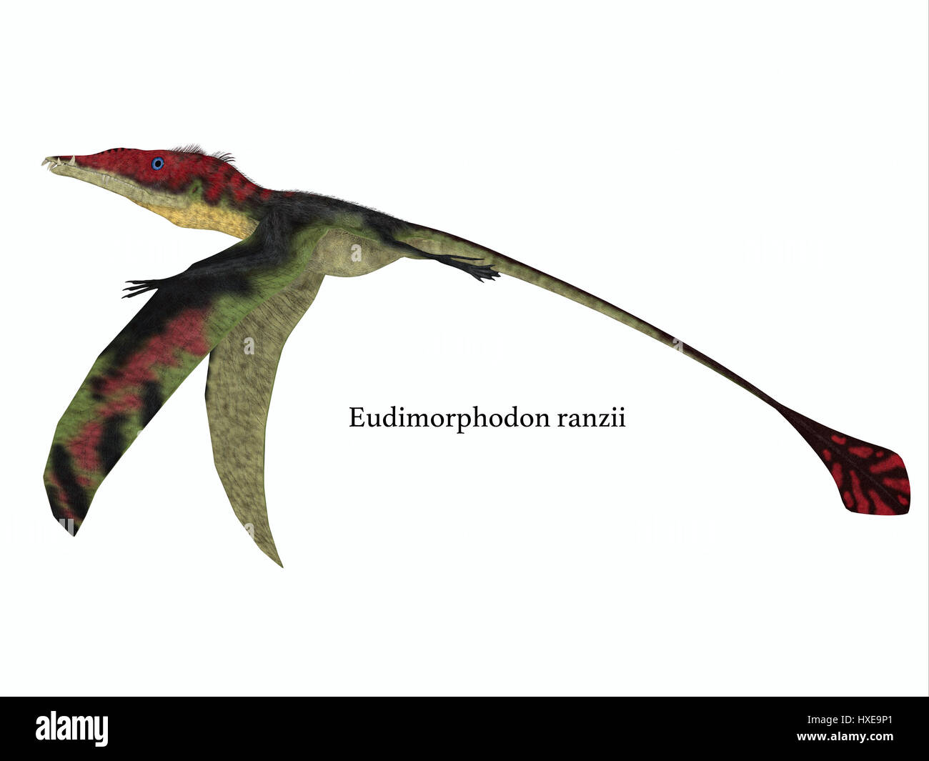 Die fleischfressenden Eudimorphodon war ein Pterosaur fliegende Reptilien, die in Italien in der Trias lebte. Stockfoto