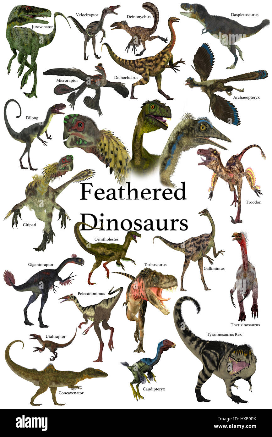 Gefiederte Dinosaurier - eine Sammlung von verschiedenen gefiederten Dinosaurier aus verschiedenen prähistorischen Perioden der Erdgeschichte. Stockfoto