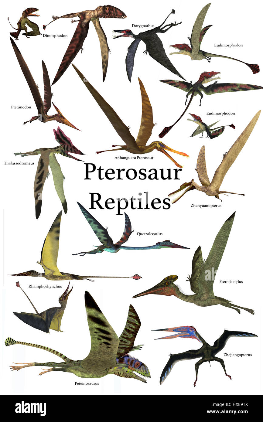 Pterosaur Reptilien - eine Sammlung von verschiedenen Pterosaur Reptilien aus verschiedenen prähistorischen Perioden der Erdgeschichte. Stockfoto