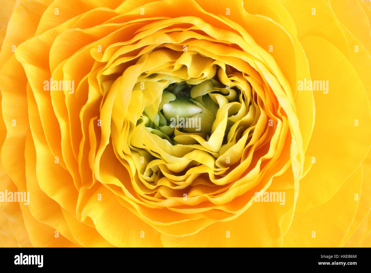 Staubfäden der geöffneten gelben Butterblume. Closeup. Makro Stockfoto