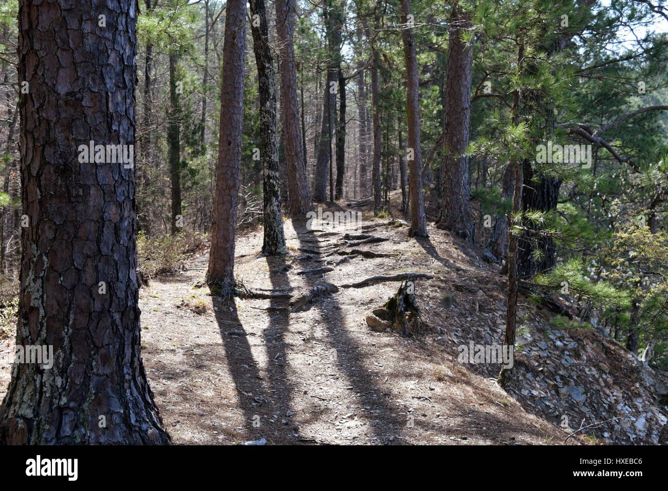 Einen Weg in das Holz Stockfoto