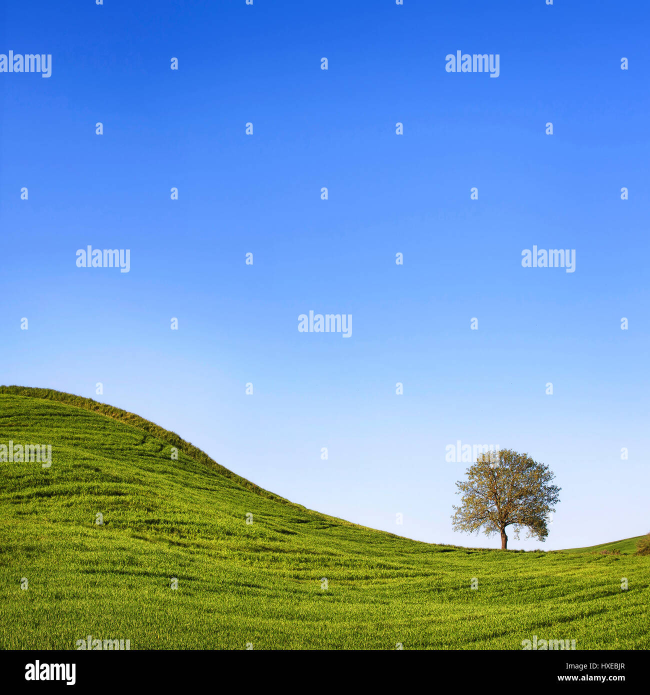 Toskana, einsamer Baum, grüne Wiese und runden Hügel. Italien Stockfoto