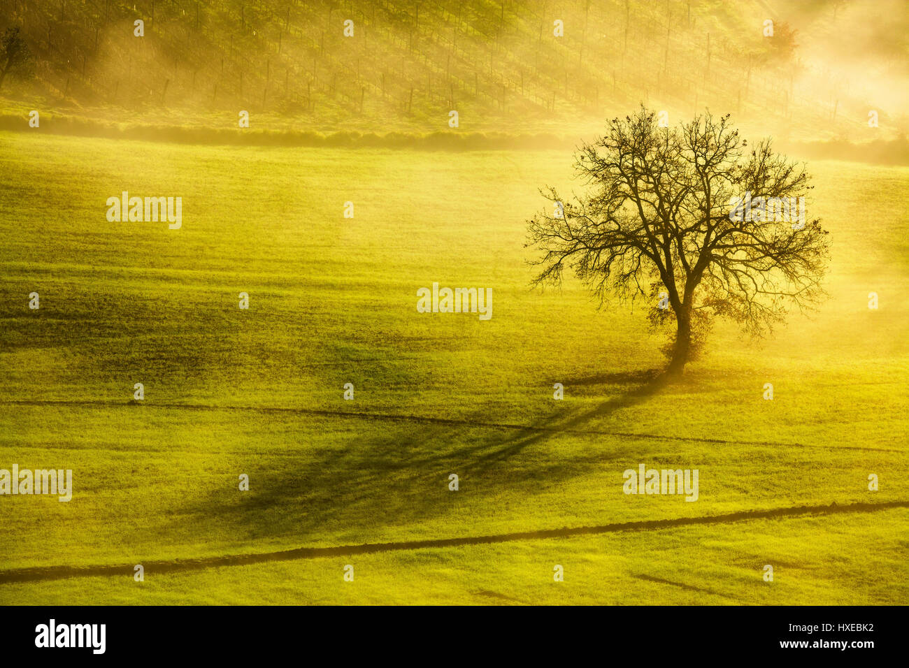 Toskana Wintermorgen, einsamen Baum im Gegenlicht, Schatten und Nebel. Italien. Stockfoto