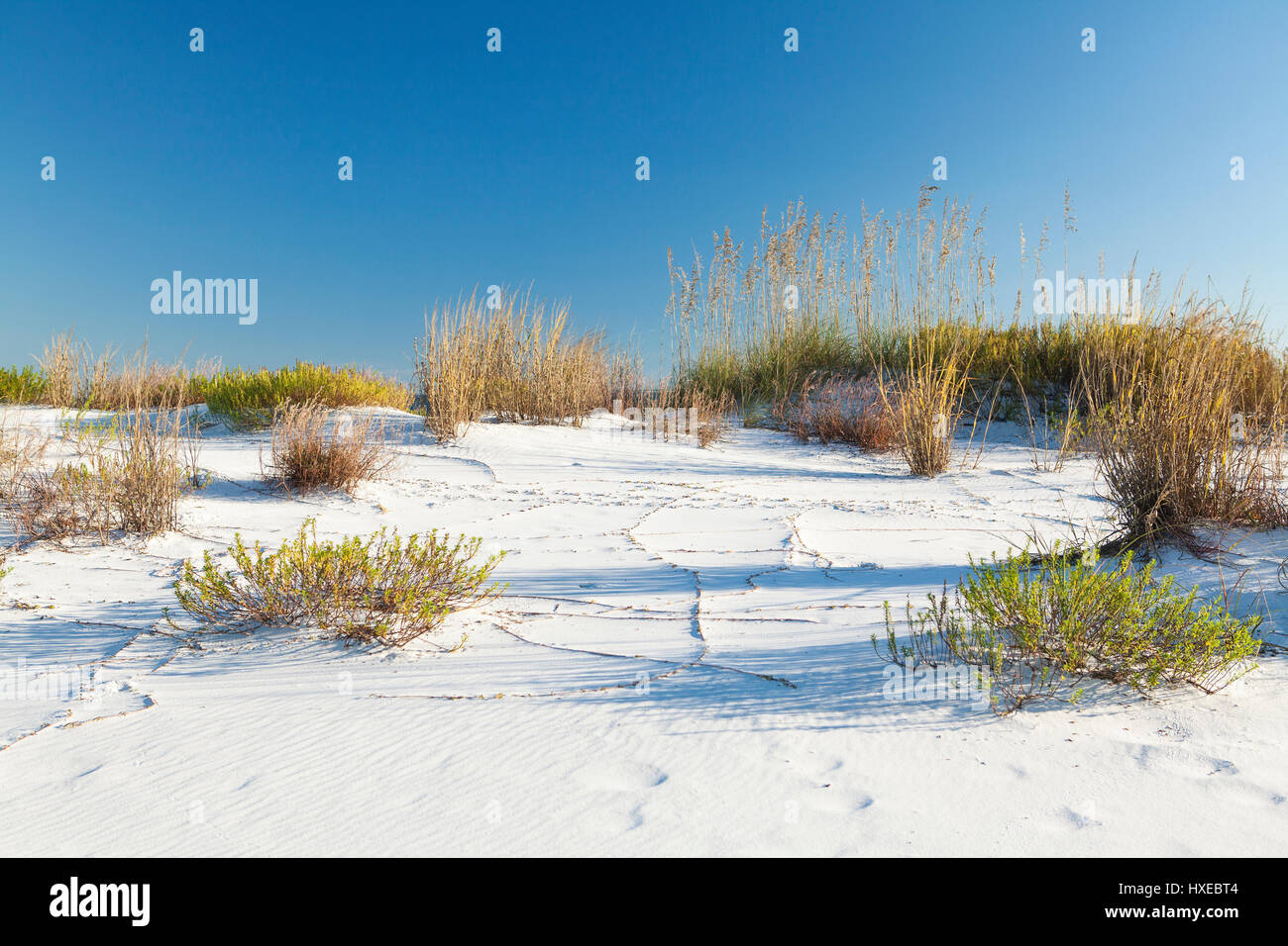 Naturlandschaft an Floridas Golfküste. Stockfoto