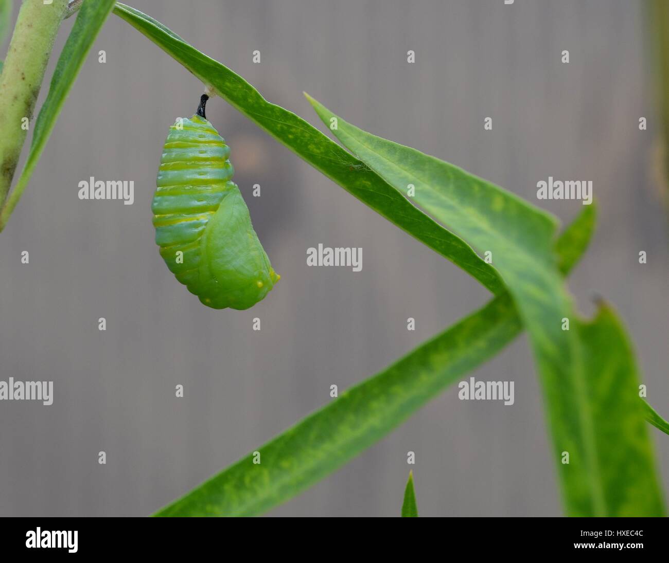 Monarch Raupe Puppe Tag 5 von 10 Stockfoto