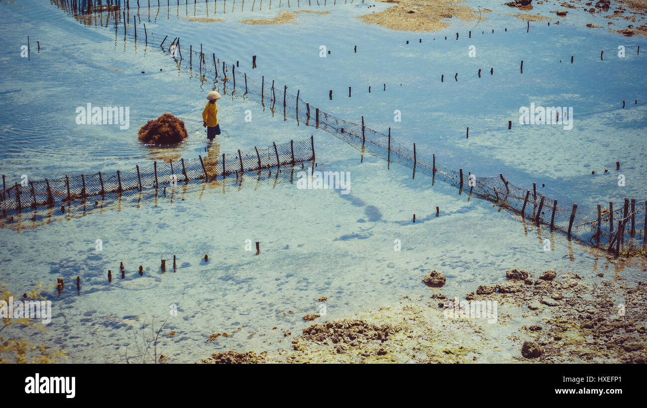 Menschen sammeln Algen Plantagen Algen - Nusa Penida, Bali, Indonesien Stockfoto