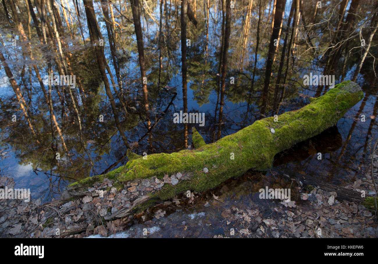 Hight Wasser im Wald, Frühling. Stockfoto