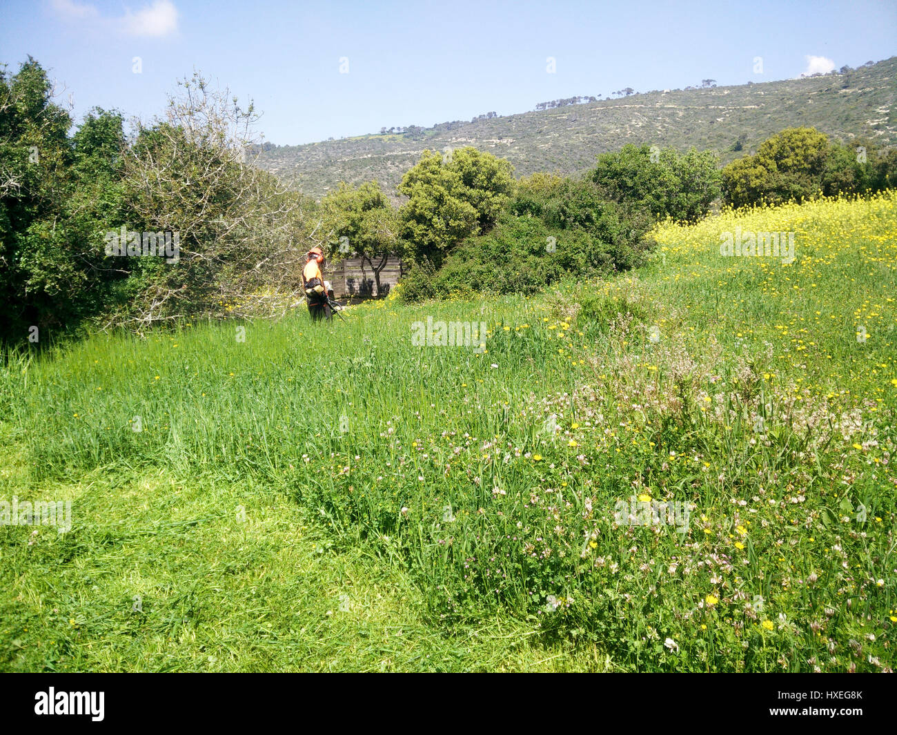 Förster verwendet einen Rasentrimmer wegzuräumen Unkraut als Brandschutz-Aktion Stockfoto