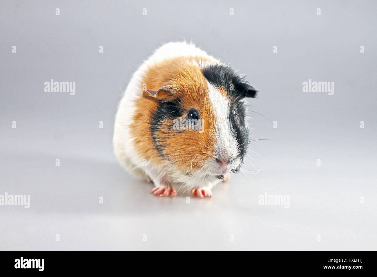 Mehrfarbige Meerschweinchen - (Cavia Porcellus) - beliebtes Haustier. Stockfoto
