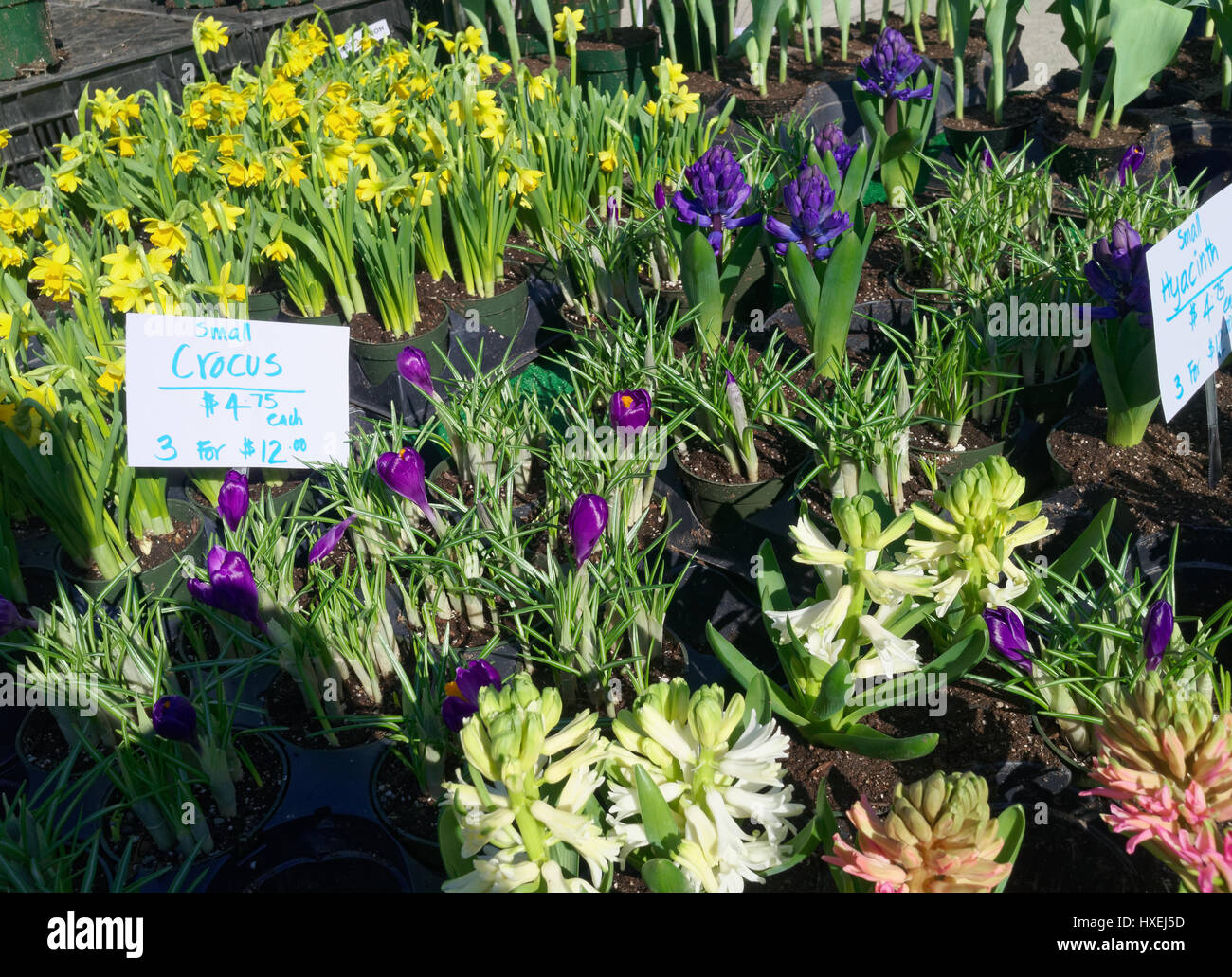 Blühenden Blumenzwiebeln in gelb und lila. Pflanzen für den Verkauf auf dem Bauernmarkt. Stockfoto