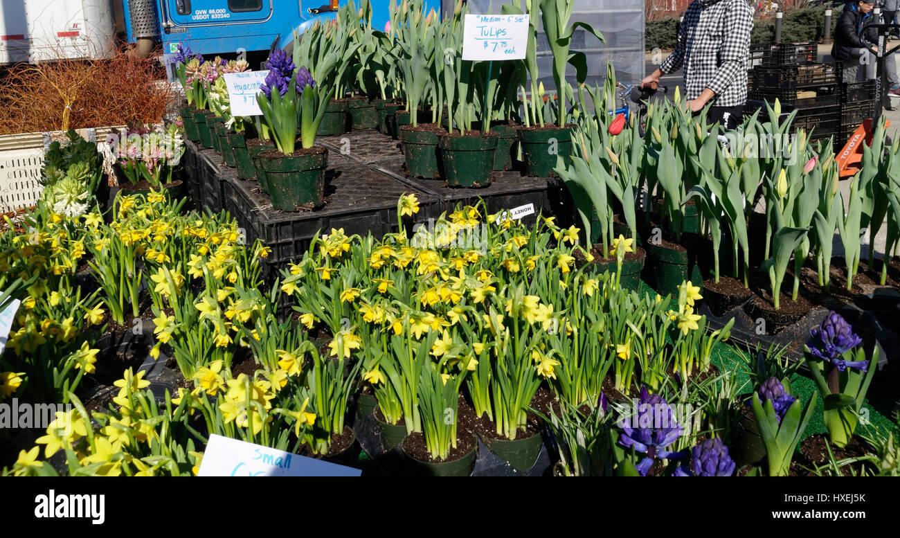 Gelbe Narzissen zum Verkauf auf einem Bauernmarkt. Stockfoto