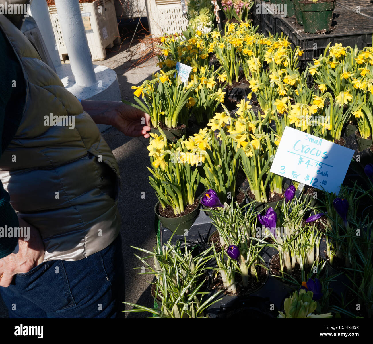 Blühenden Blumenzwiebeln in gelb und lila. Pflanzen für den Verkauf auf dem Bauernmarkt. Stockfoto
