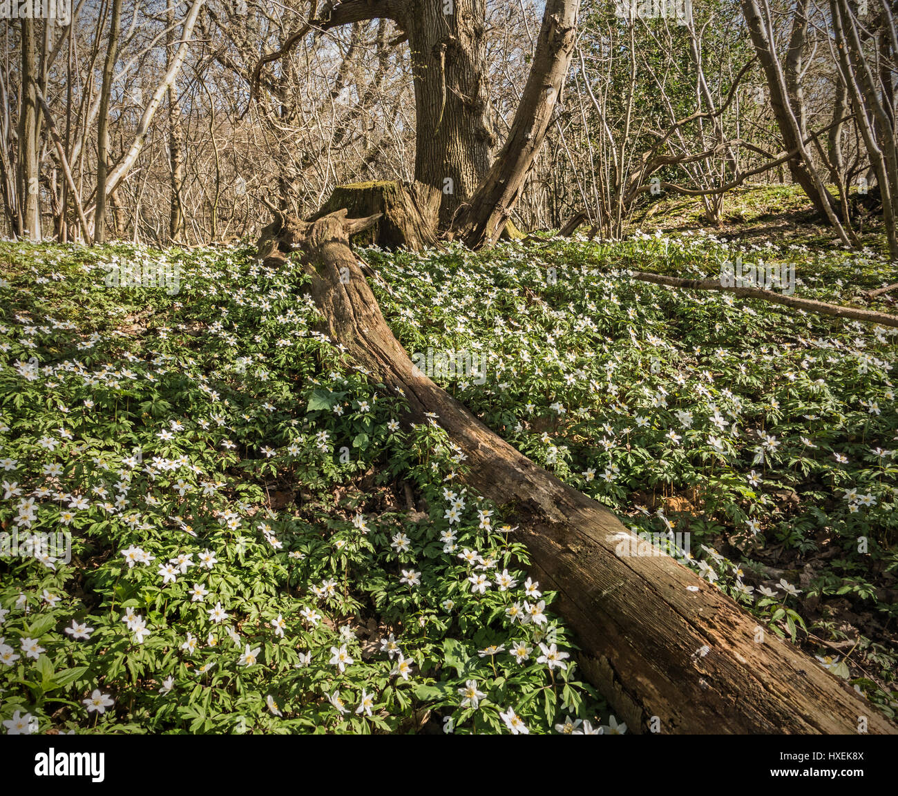 Buschwindröschen in einem Wald Stockfoto