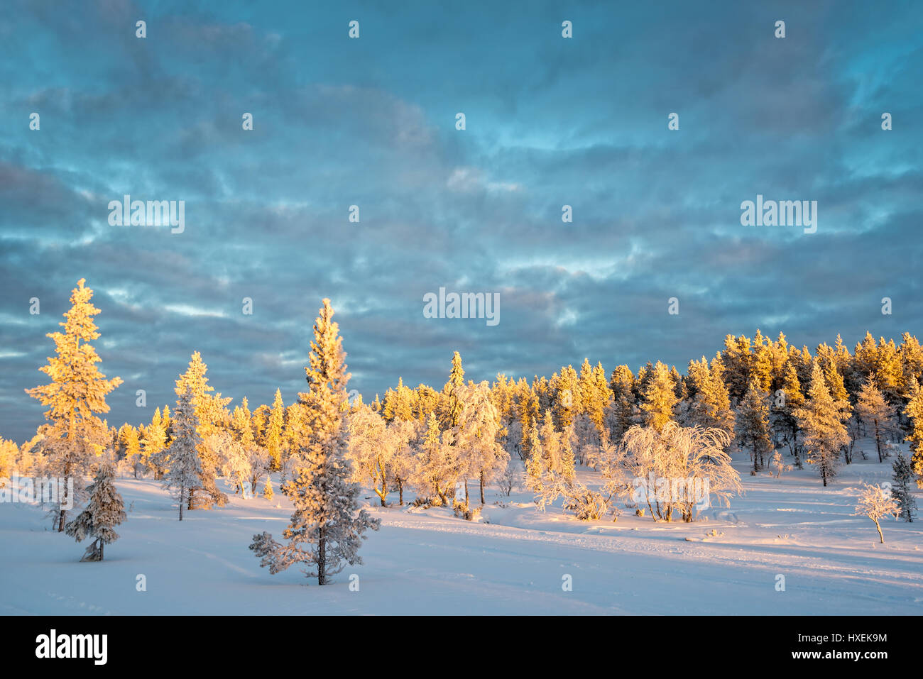 Verschneite Landschaft, gefrorene Bäume im Winter in Saariselka, Lappland, Finnland Stockfoto