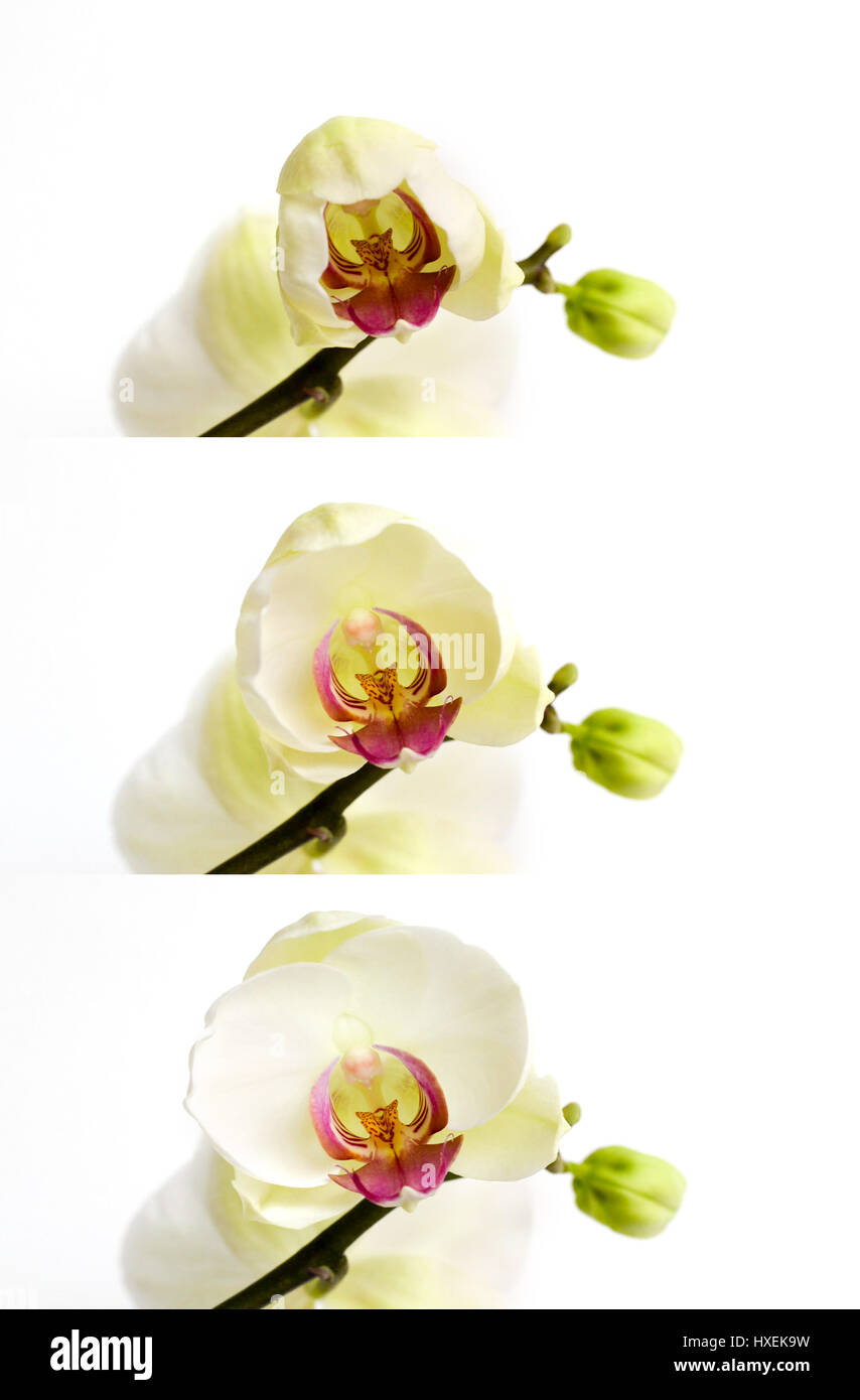 Weiße Orchidee Phalaenospis Blume blühende, öffnende Stufen Stockfoto