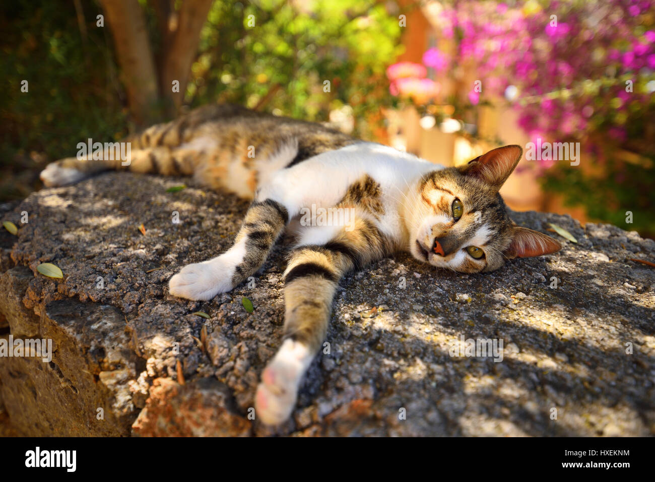 Schönes Dorf cat im Schatten ausruhen an einem heißen Sommertag im Dorf der Dichter - Deia auf Mallorca in Spanien Stockfoto