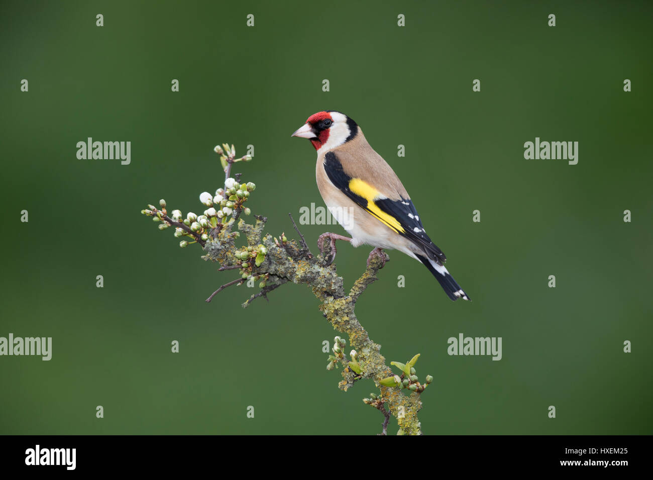 Europäische Stieglitz (Zuchtjahr Zuchtjahr) auf ein blühender Blackthorn Zweig im Frühling 2017, an der Grenze Wales mit Shropshire, uk Stockfoto