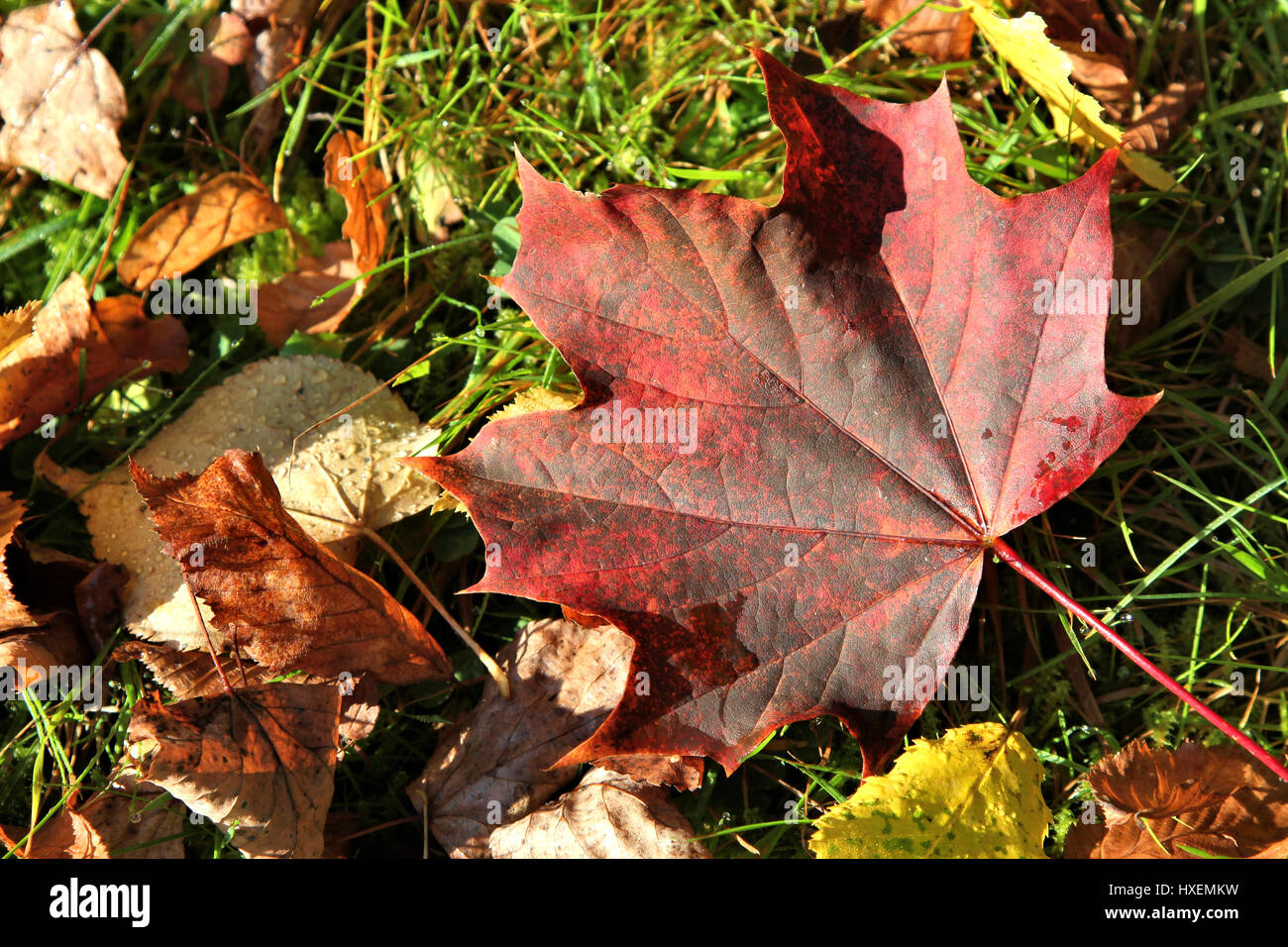 Ahornblatt im Herbst Stockfoto
