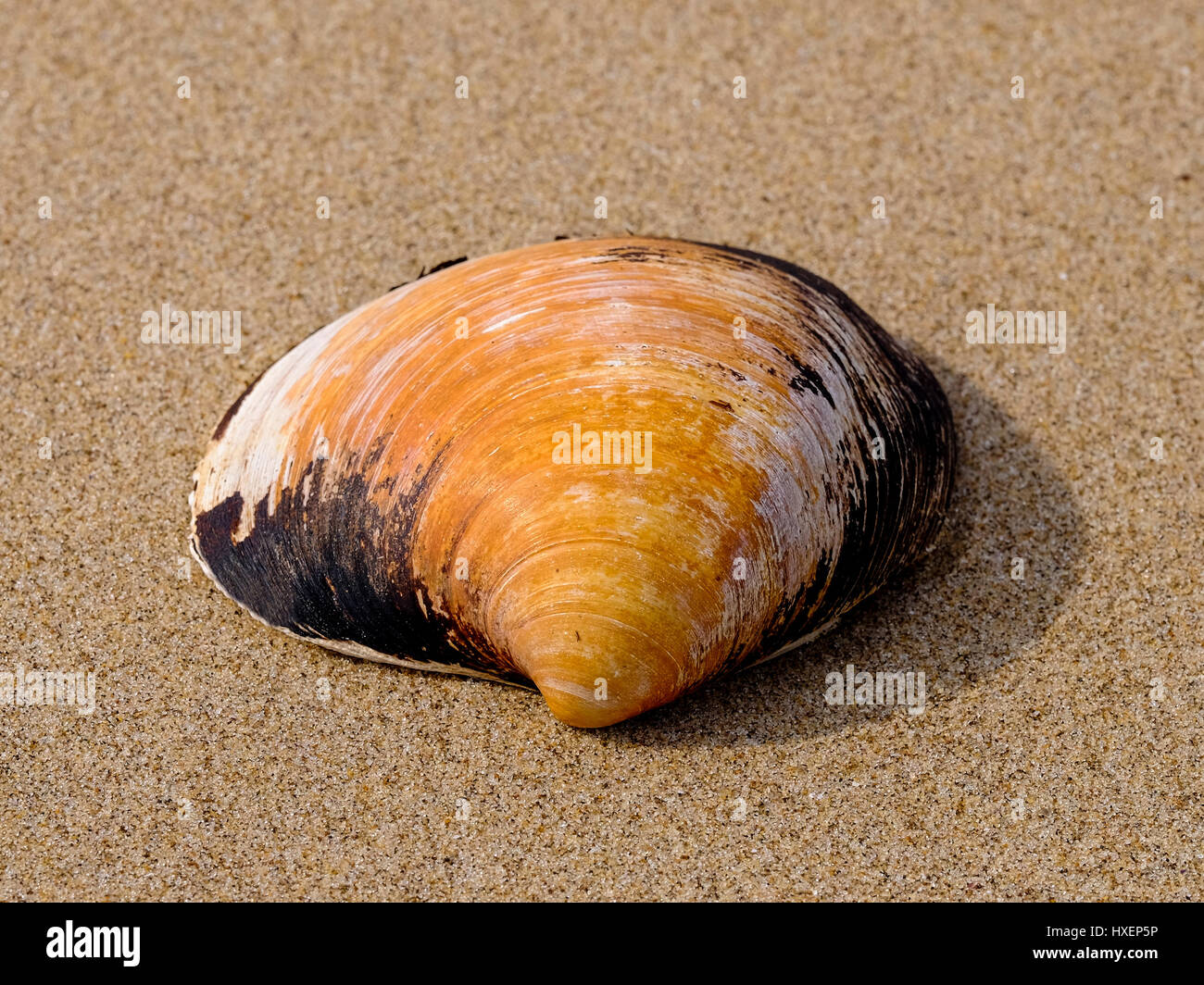Riesenmuschel sea shell (Arctica islandica, Arcticidae) am Strand in der Nähe von Three Cliffs Bay, Gower Peninsula, South Wales (UK) Stockfoto