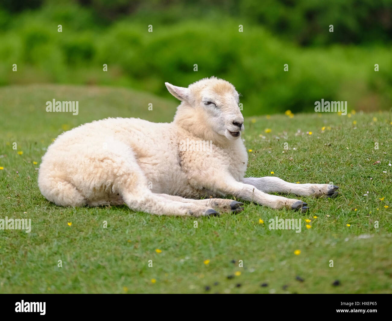 Schaf entspannend in einem Feld auf der Gower-Halbinsel, Süd-Wales (UK) Stockfoto