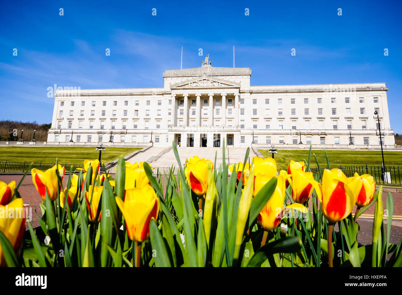 Tulpen außerhalb Parlamentsgebäude Stormont, Belfast, Heimat der Northern Ireland Assembly. Stockfoto