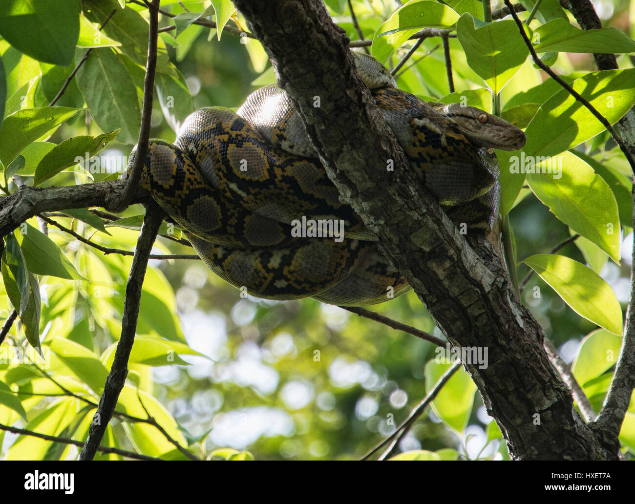 Burmesischen Python in den Dschungel, Ko Tarutao Insel, Thailand Stockfoto