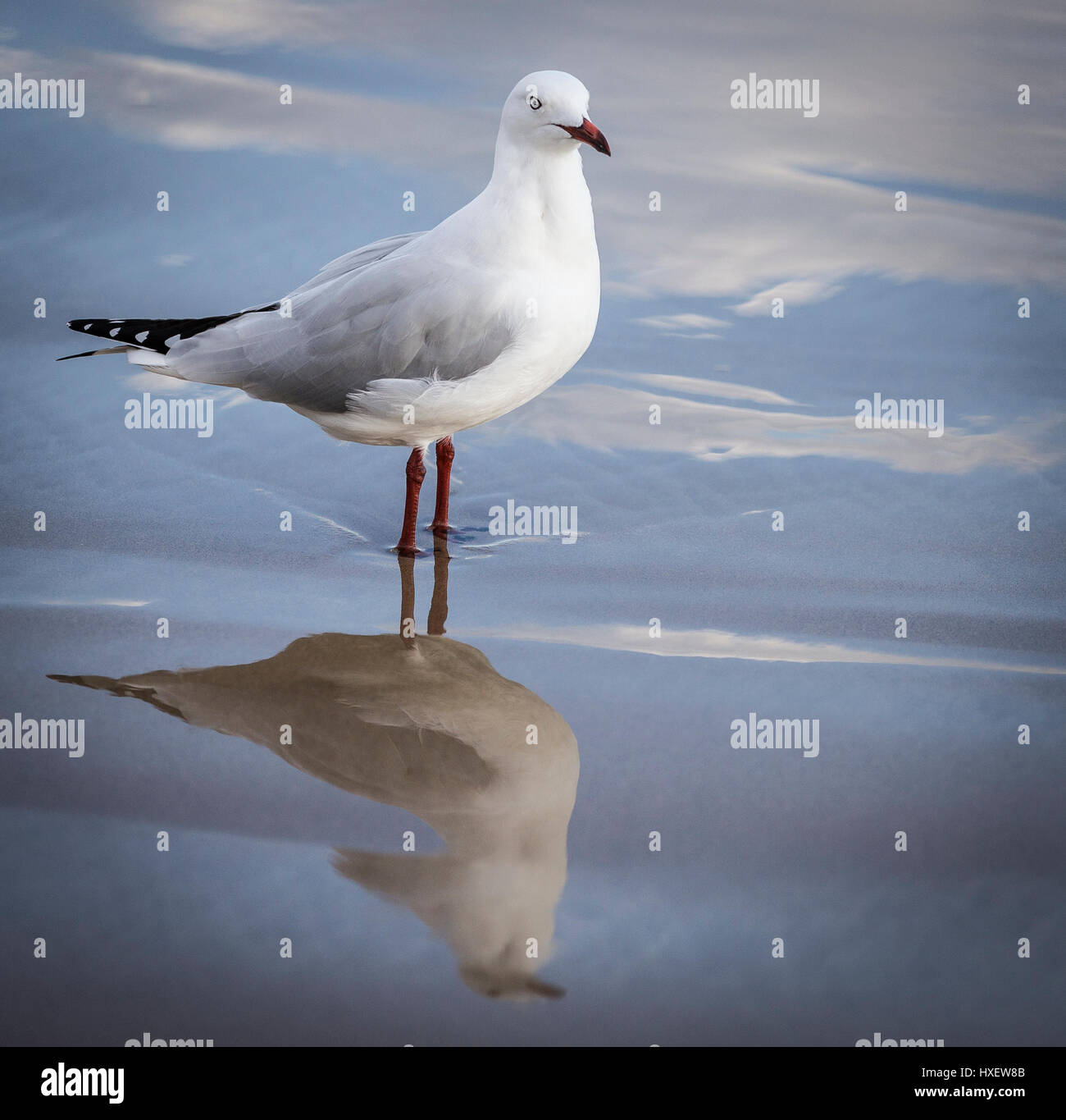 Eine silberne Möwe watet durch die Untergrenze an einem australischen Strand Stockfoto