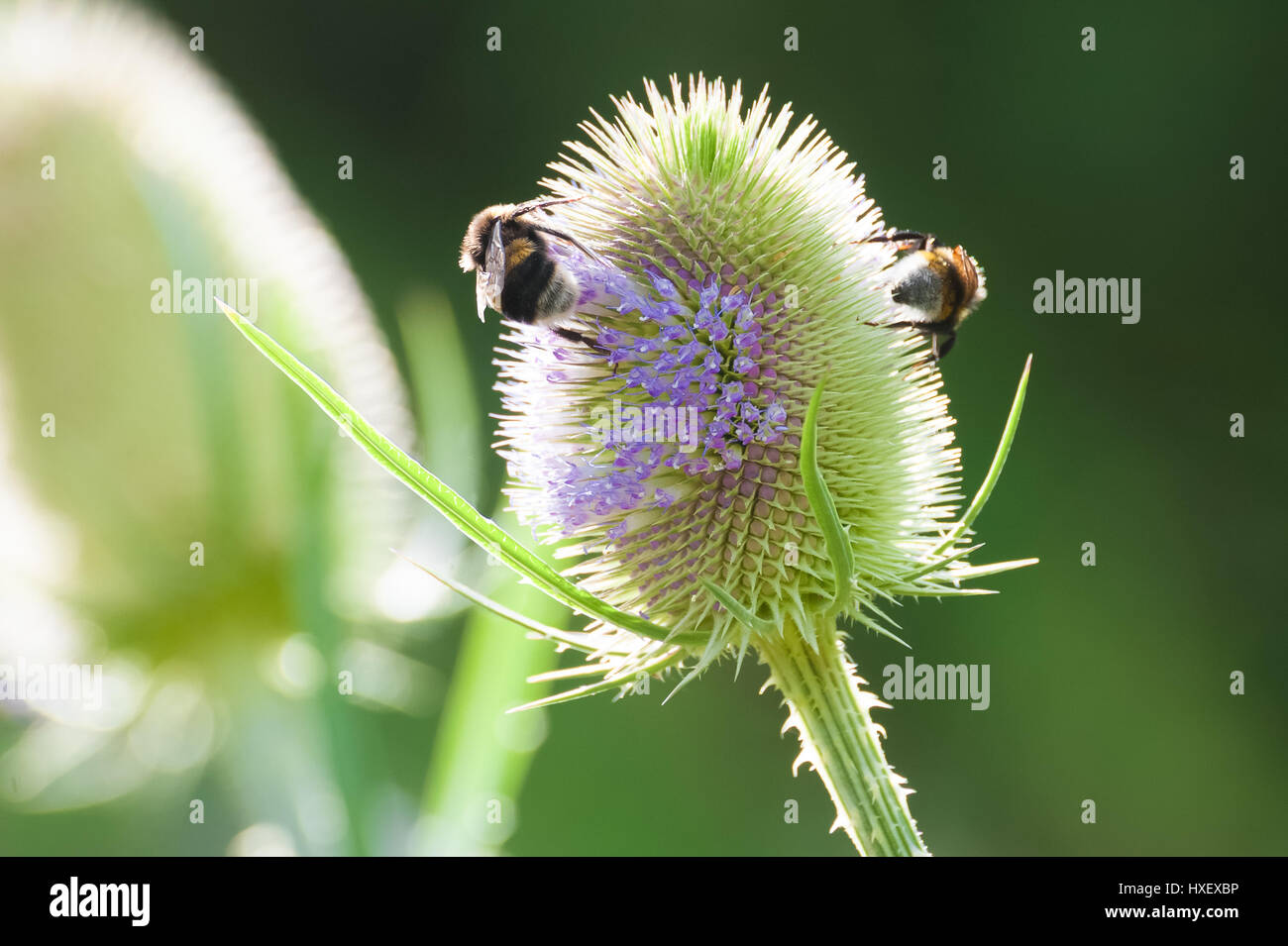 Bienen sammeln Pollen aus einer Distel Blume Stockfoto