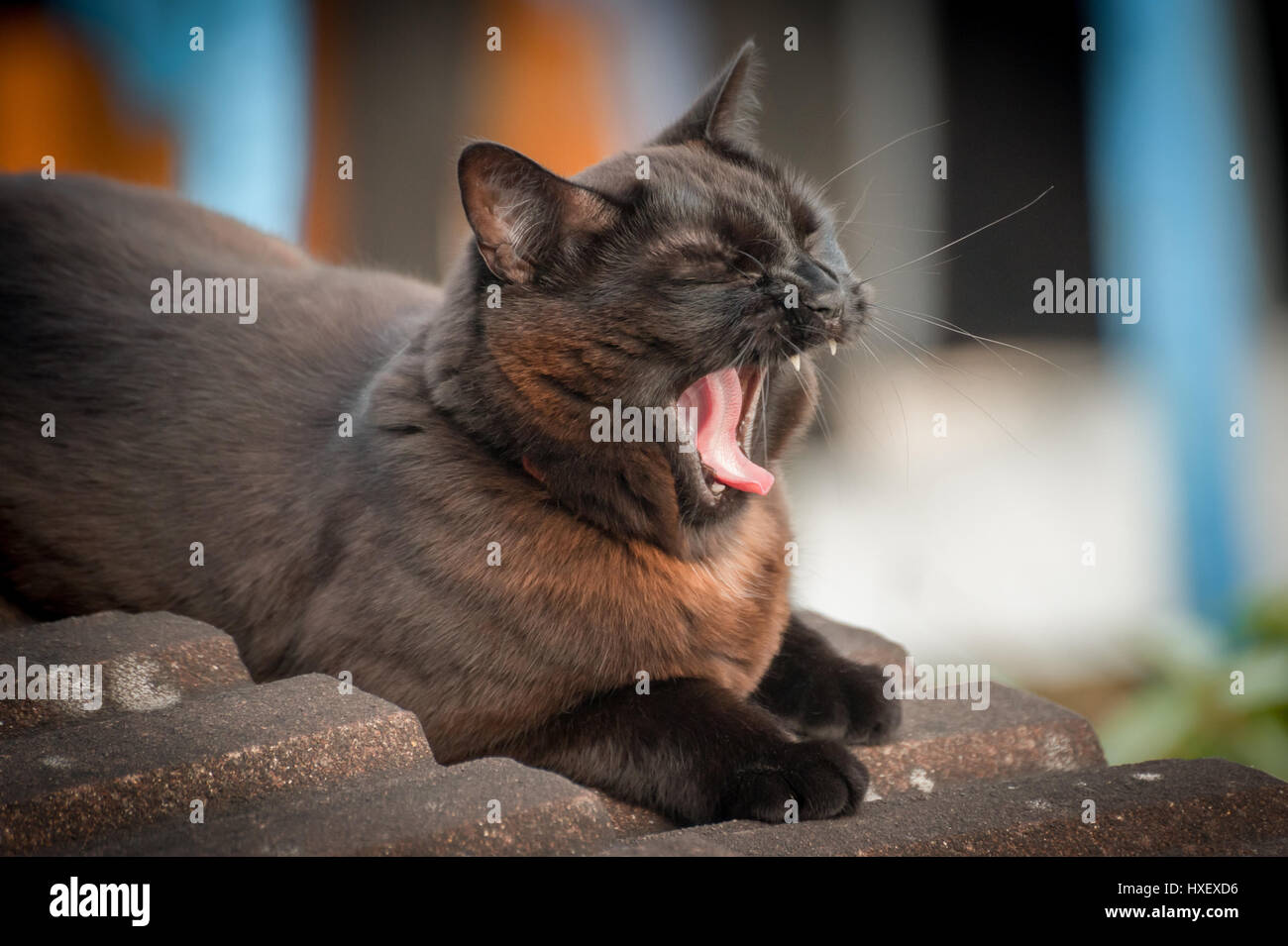 schöne schwarze und Ingwer Katze, Gähnen Stockfoto