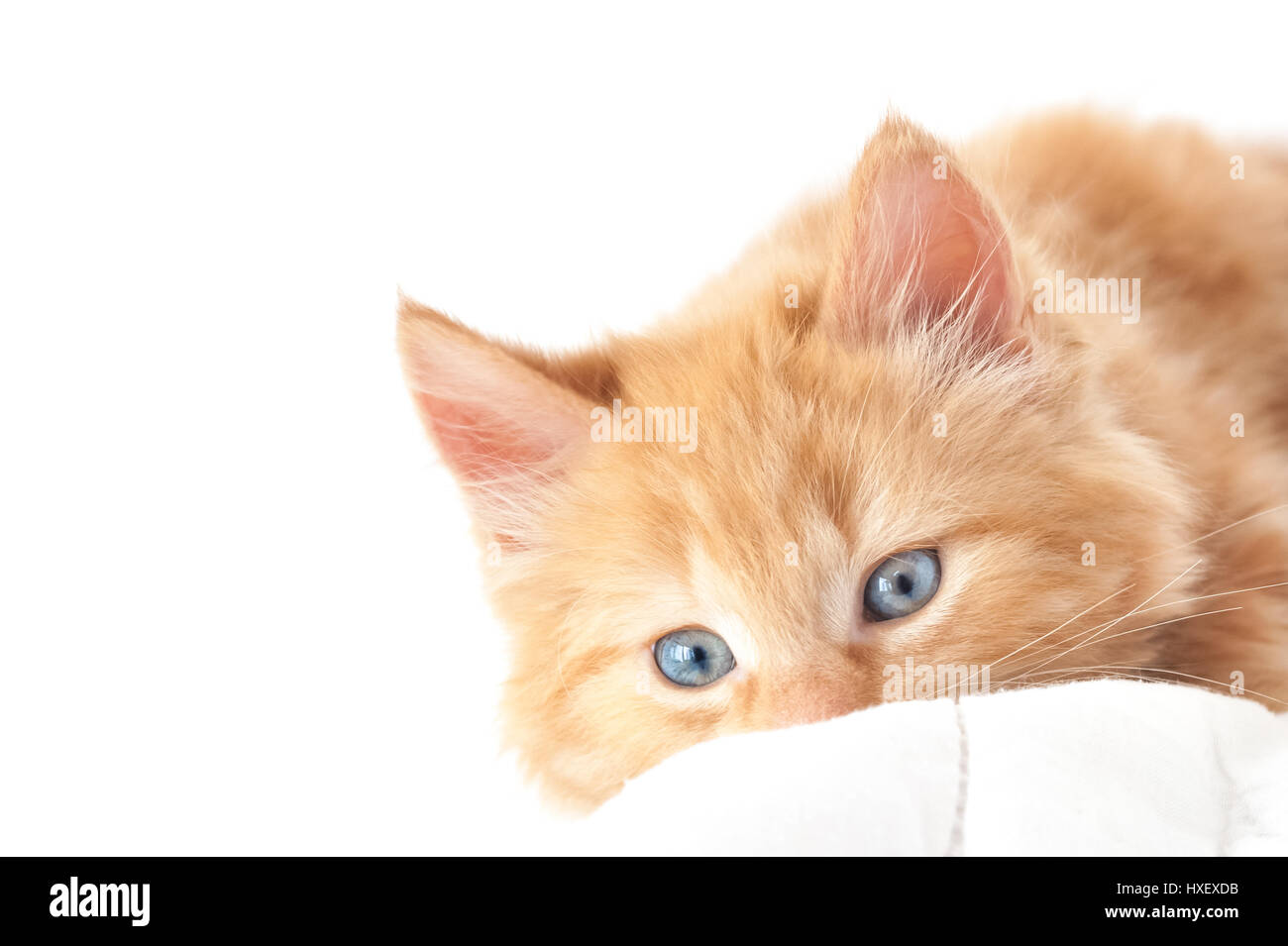 blauäugige Kätzchen Closeup mit weißem Text Platz Stockfoto